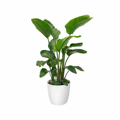 V2H932E881F6981876A65FAE0D523A40B22R6746323P10